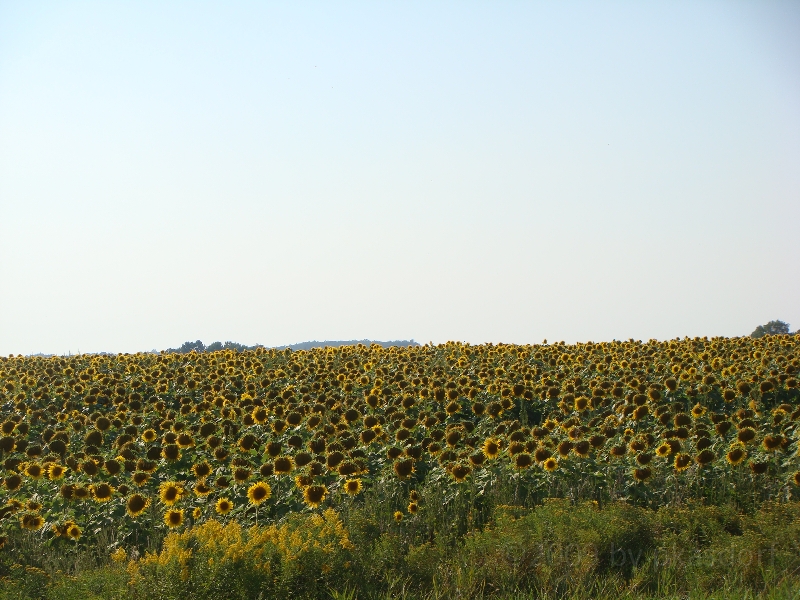 Western Michigan [2009] 044.JPG - Scenes from Silver Lake State Park, Michigan.